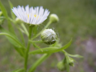 Erigeron annuus