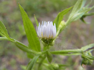 Erigeron annuus