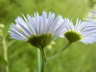 Erigeron annuus