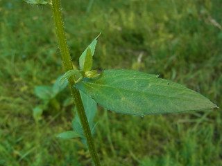 Erigeron annuus