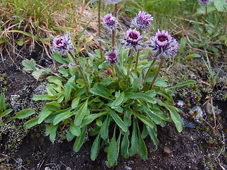 Erigeron uniflorus