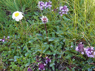 Erigeron uniflorus