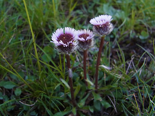 Erigeron uniflorus