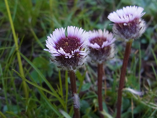 Erigeron uniflorus