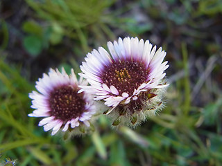 Erigeron uniflorus