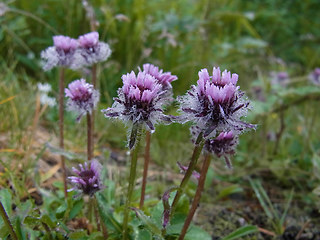 Erigeron uniflorus