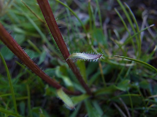 Erigeron uniflorus