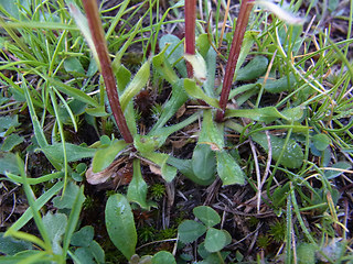 Erigeron uniflorus