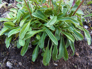 Erigeron uniflorus