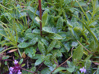 Erigeron uniflorus