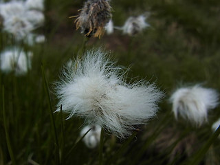 Eriophorum vaginatum