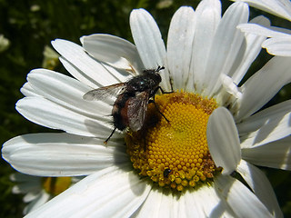 Eriothrix rufomaculata