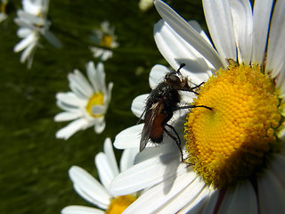 Eriothrix rufomaculata