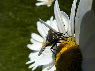 Eriothrix rufomaculata