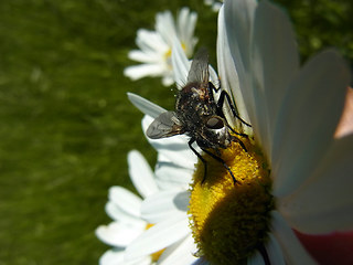 Eriothrix rufomaculata