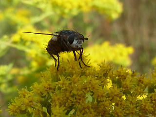 Eriothrix rufomaculata