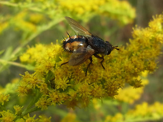 Eriothrix rufomaculata