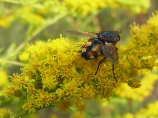 Eriothrix rufomaculata