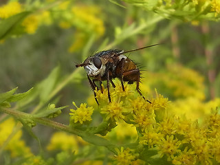 Eriothrix rufomaculata