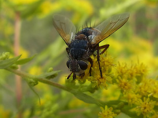 Eriothrix rufomaculata