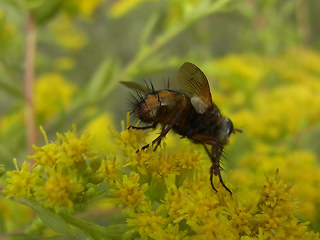 Eriothrix rufomaculata