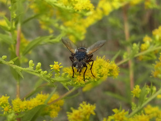 Eriothrix rufomaculata