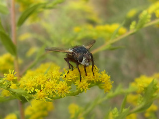 Eriothrix rufomaculata