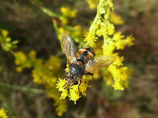 Eriothrix rufomaculata