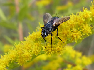 Eriothrix rufomaculata