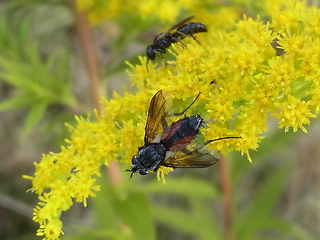 Eriothrix rufomaculata