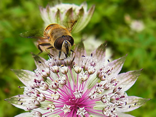 Eristalis tenax