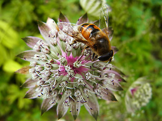 Eristalis tenax