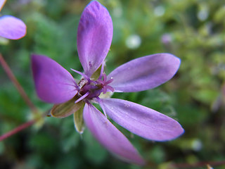 Erodium cicutarium