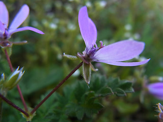 Erodium cicutarium