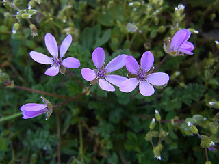 Erodium cicutarium