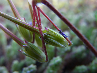 Erodium cicutarium