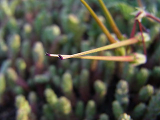 Erodium cicutarium