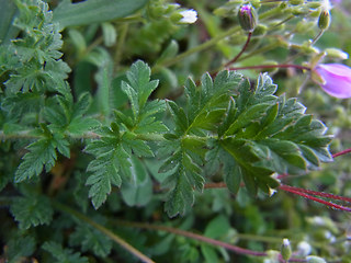 Erodium cicutarium