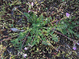 Erodium cicutarium