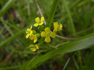 Erysimum cheiranthoides