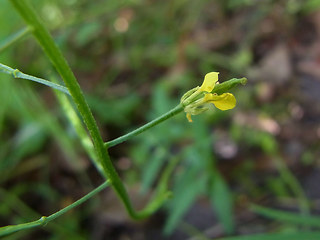 Erysimum cheiranthoides