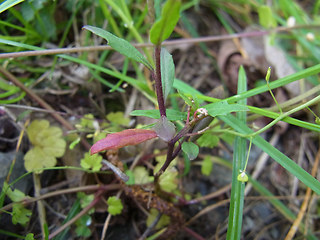 Erysimum cheiranthoides