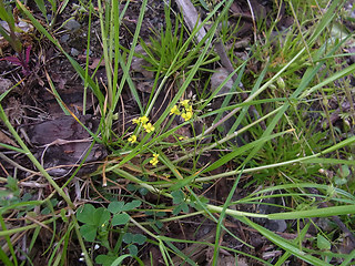 Erysimum cheiranthoides