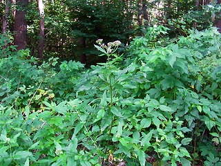 Eupatorium cannabinum