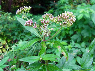 Eupatorium cannabinum