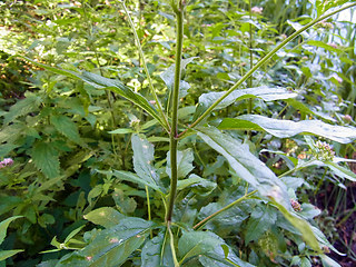 Eupatorium cannabinum