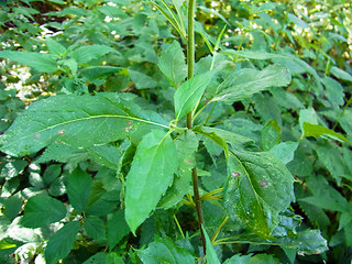 Eupatorium cannabinum