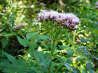 Eupatorium cannabinum