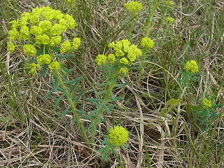 Euphorbia cyparissias