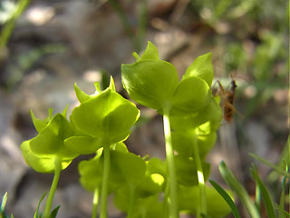 Euphorbia cyparissias